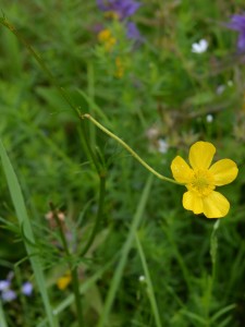 Backsmörblomma