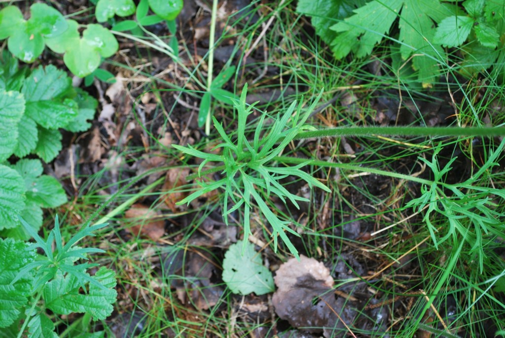 Backsmörblomma. De basala bladen är stora, vanligen femdelade och upprepat smalflikiga, de är långskaftade och utspärrat styvhåriga liksom nedre delen av stjälken.
