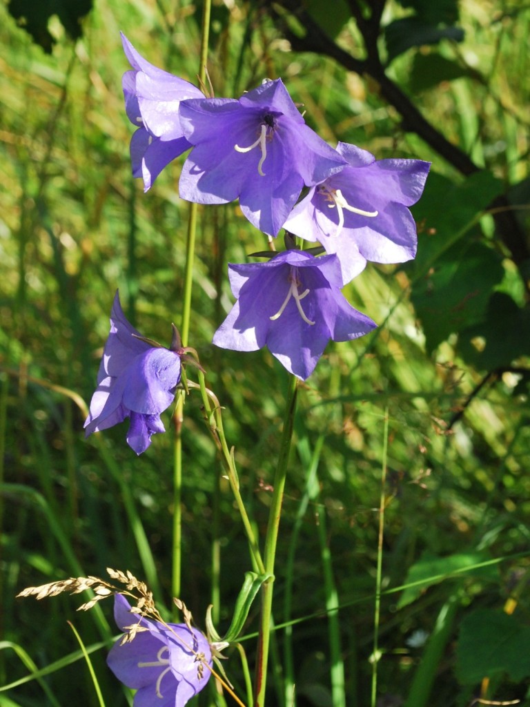 Stor blåklocka med insekt som gömmer sig i översta blomman.