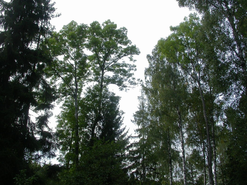 Ask (Fraxinus excelsior) Beskrivning. Ask är ett högväxt träd med stora sammansatta blad. Stammen är slät och grågrön, men blir med tiden uppsprucken och grå. Den lövas sist av alla våra träd, ofta så sent som i början av juni, och avlövas först av alla, ibland redan i september. Bladen är motsatta, upp till 25 centimeter långa med fyra till sju bladpar och ett uddblad. Asken är vindpollinerad och blommar före lövsprickningen, men först när trädet blivit omkring 30 år.