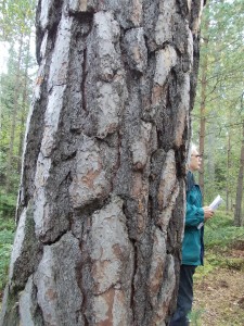 Om tallar är unga eller gamla kan man lätt se på barken. Gamla tallar har nämligen bark som liknar krokodilskinn och därför brukar kallas krokodilbark eller pansarbark. Gamla tallar har också krökt topp.