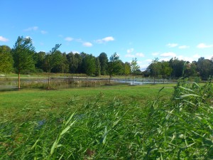 Kyrkdammen full