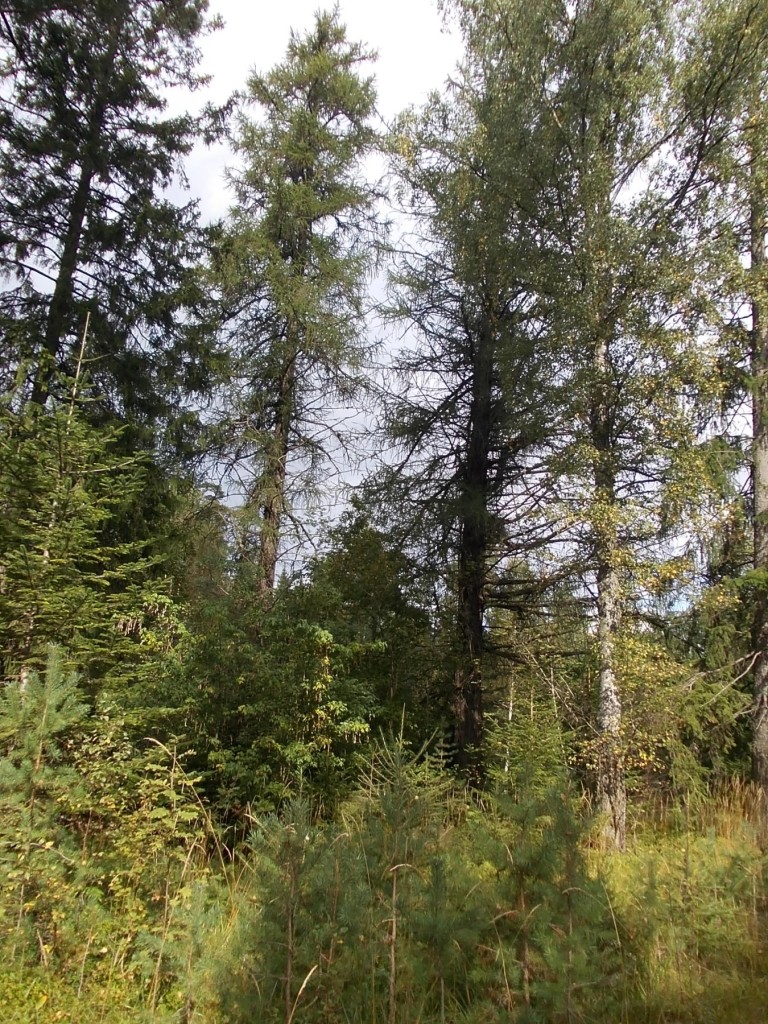 Europeisk lärk (Larix decidua) Beskrivning. Lärk är ett stort, snabbväxande barrträd som kan bli upp till 30 meter högt. Kronan är ganska gles, från början är den kägelformig men den blir med tiden platt med utbredda grenar, de nedersta ofta hängande. Tvååriga kvistar är matt grågula.