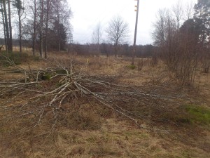 Stora Ängsnäs avverkning för nedgrävning kraftledning