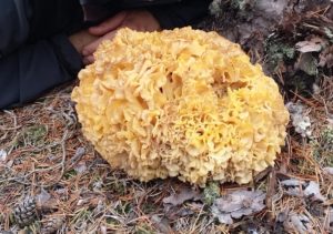 Svamp Mushrooms